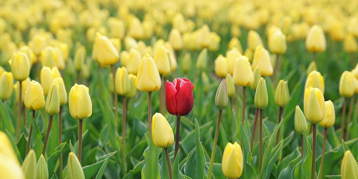 A single red tulip in a field of yellow tulips